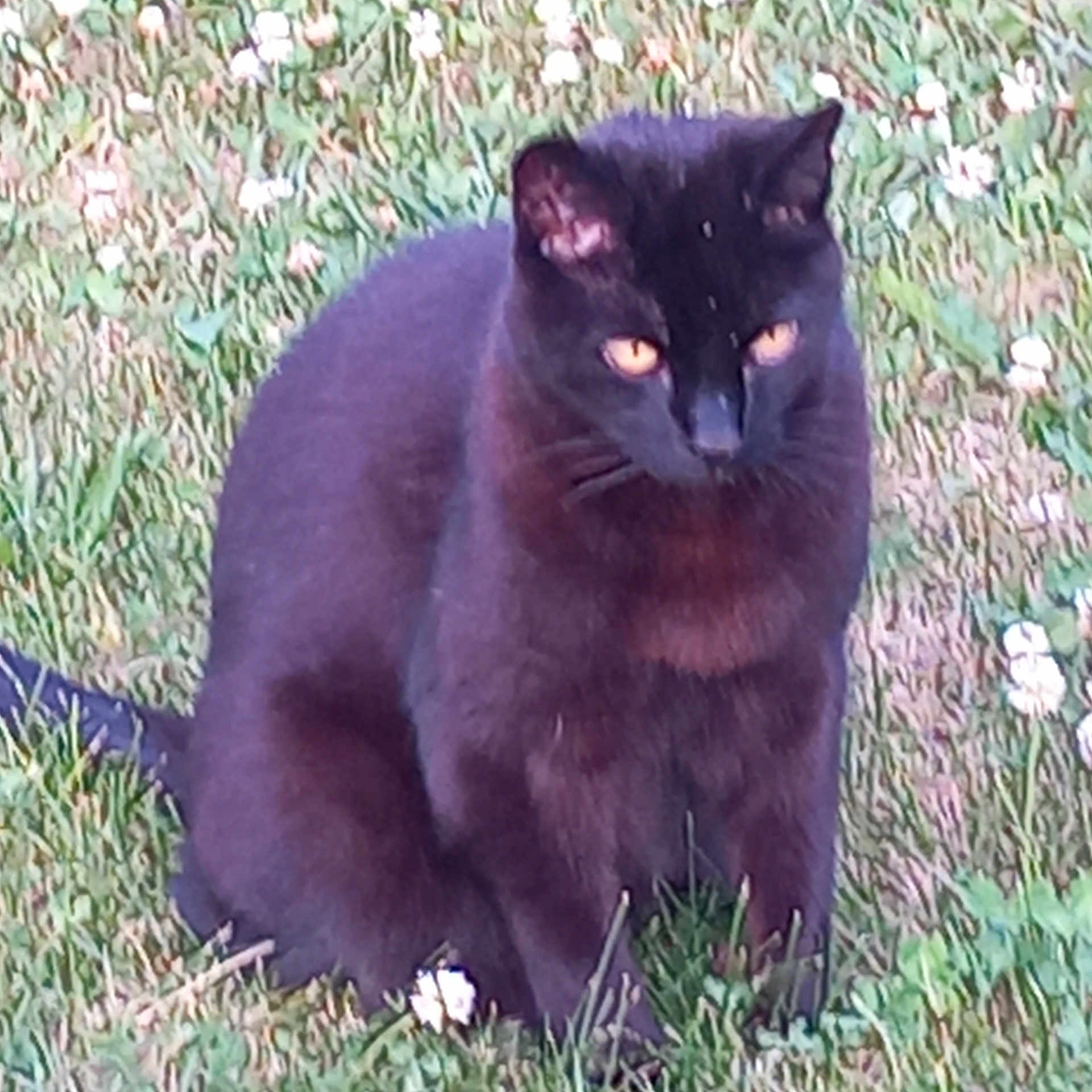 Diego a rejoint le concours — aidez-le/la à gagner de superbes lots ! animal, blackcat, cat, manx, pet