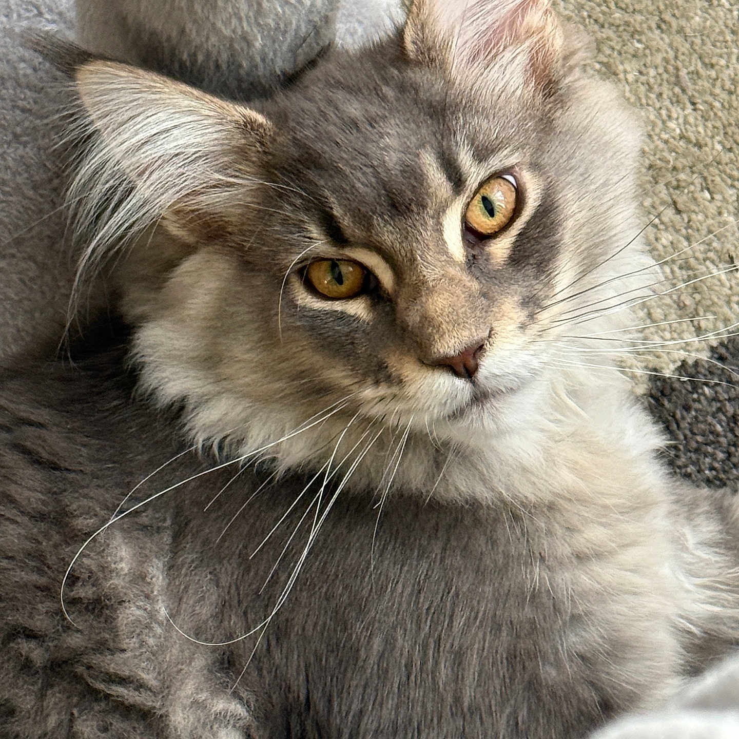 Buddy