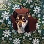 dog, face, christmas, wrapping_paper, snowflake, holiday, peek, curious, brown_dog, pet, animal, cute, festive, portrait, closeup, background, paper, hole, expression, indoor