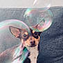 dog, small_dog, bubble, soap_bubble, couch, blanket, indoor, pet, curious, brown_dog, white_chest, texture, playful, closeup, furniture, ears, front_paws, sitting, animal, cute