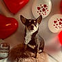 dog, small_dog, black_dog, tan_dog, white_markings, fluffy_cushion, balloons, red_balloons, white_balloons, heart_balloons, indoor, pet, valentines, celebration, cute, portrait, decor, cozy, animal, furry
