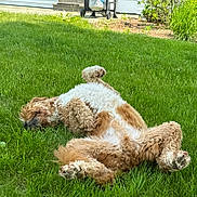 Bob is registered to the contest to win money with this photo: animal, backyard, canine, curly_fur, daytime, dog, fur, grass, greenery, grill, house, lawn, nature, outdoor, paw, pet, playful, relaxed, resting, summer