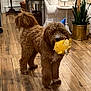 Bob joined the competition — help win amazing prizes! brown_dog, celebration, couch, cozy, curtains, dog, flooring, furniture, golden_pot, home_decor, indoor, lamp, living_room, party_hat, pet, plant, plush_toy, sculpture, side_table, wooden_floor