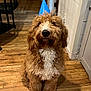 Bob is registered to the contest to win money with this photo: animal, brown_fur, canine, celebration, cozy, curly_fur, cute, dog, domestic_animal, door, fur, home, indoor, party_hat, pet, portrait, sitting, staircase, white_fur, wooden_floor