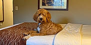 Bob joined the competition — help win amazing prizes! animal, bed, blanket, brown, calm, canine, comfort, cozy, dog, domestic, fur, furniture, indoor, pet, picture_frame, portrait, relaxed, room, wall, white
