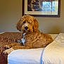 animal, bed, blanket, brown, calm, canine, comfort, cozy, dog, domestic, fur, furniture, indoor, pet, picture_frame, portrait, relaxed, room, wall, white