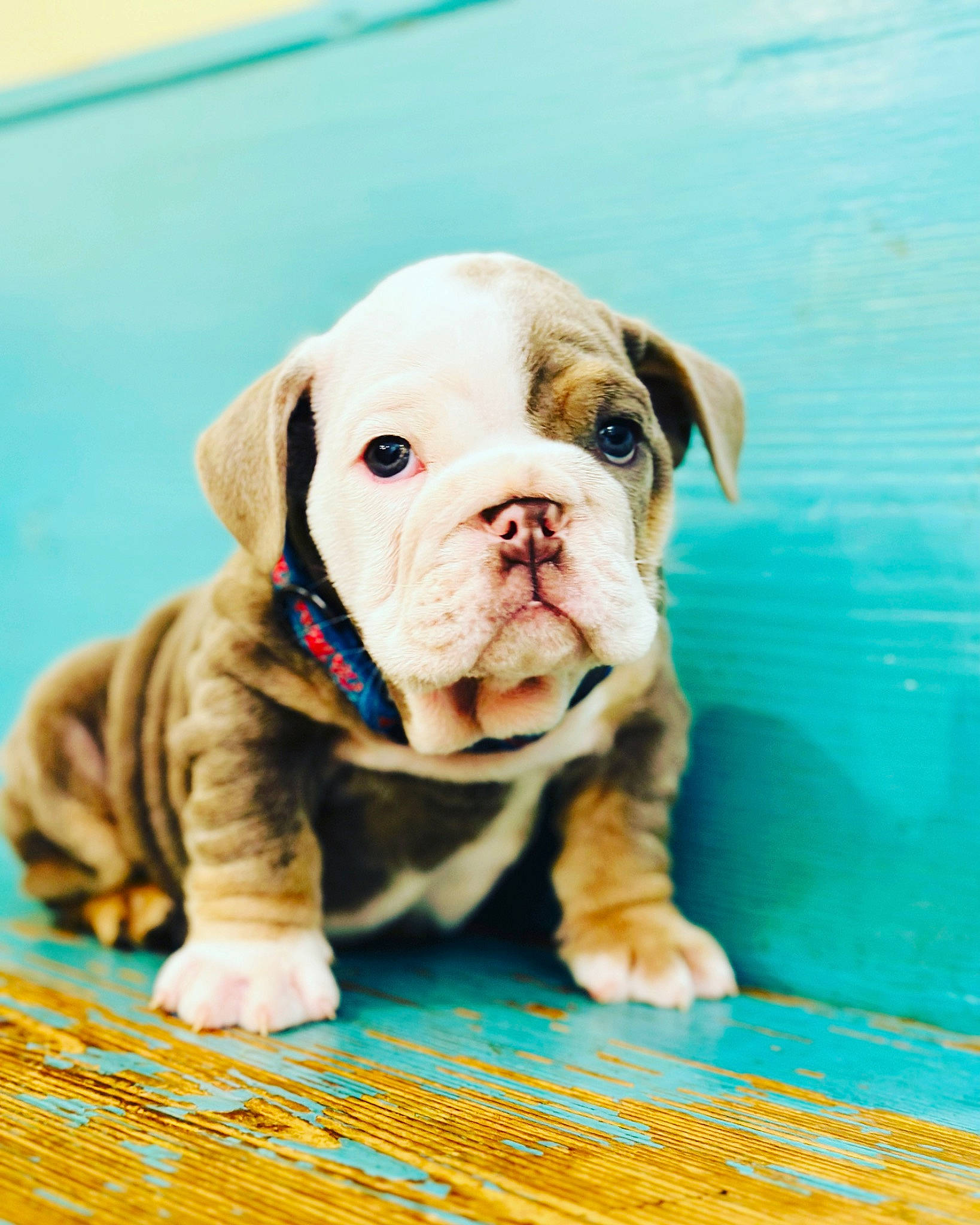 Sip joined the competition — help win amazing prizes! bulldog, canidae, carnivore, companion_dog, dog, dog_breed, dog_collar, dog_supply, fawn, flooring, grass, pet_supply, snout, sporting_group, terrestrial_animal, toy_dog, water, white_english_bulldog, working_animal, wrinkle