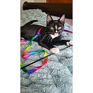 Buffy is registered to the contest to win money with this photo: cat, tuxedo_cat, black_and_white, ribbon, rainbow, toy, bed, blanket, fluffy, indoor, pet, playful, curious, feline, whiskers, paw, relaxed, animal, cute, golden_eyes