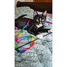 cat, tuxedo_cat, black_and_white, ribbon, rainbow, toy, bed, blanket, fluffy, indoor, pet, playful, curious, feline, whiskers, paw, relaxed, animal, cute, golden_eyes