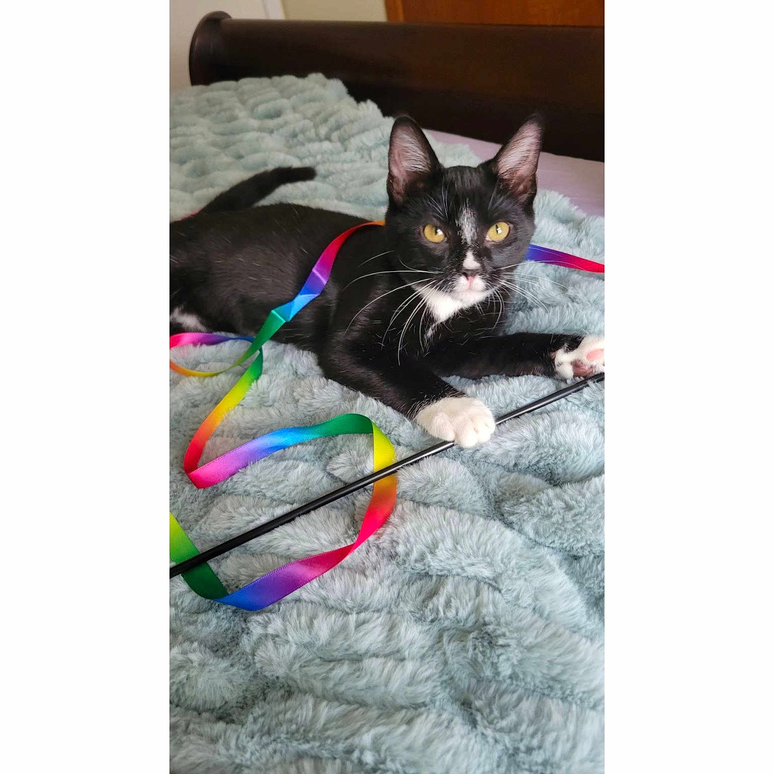 Buffy is registered to the contest to win money with this photo: cat, tuxedo_cat, black_and_white, ribbon, rainbow, toy, bed, blanket, fluffy, indoor, pet, playful, curious, feline, whiskers, paw, relaxed, animal, cute, golden_eyes