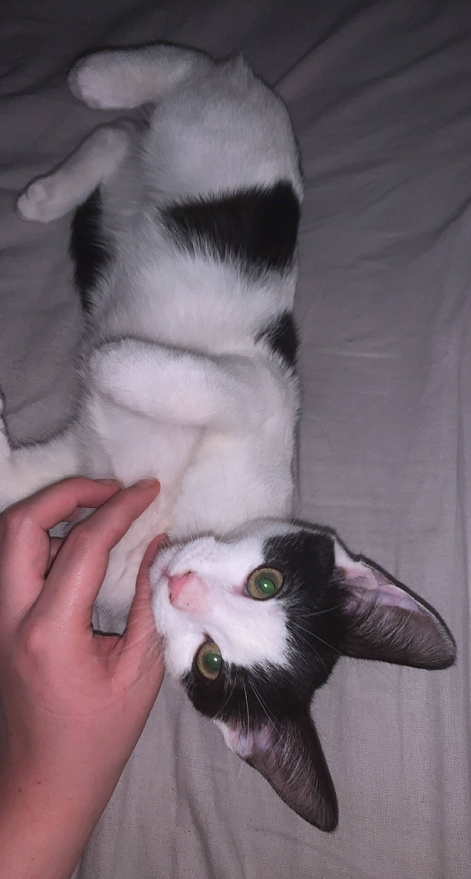 Milo is registered to the contest to win money with this photo: canidae, carnivore, cat, comfort, companion_dog, dog_breed, ear, fang, felidae, finger, fur, gesture, jaw, nail, paw, small_to_medium_sized_cats, snout, sporting_group, tail, whiskers