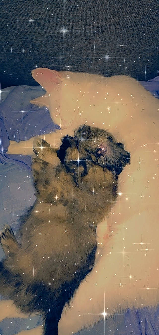 Thaïko a rejoint le concours — aidez-le/la à gagner de superbes lots ! art, astronomical_object, darkness, electric_blue, freezing, fur, illustration, organism, painting, paw, reflection, shadow, snout, space, tail, universe, visual_arts, whiskers, winter