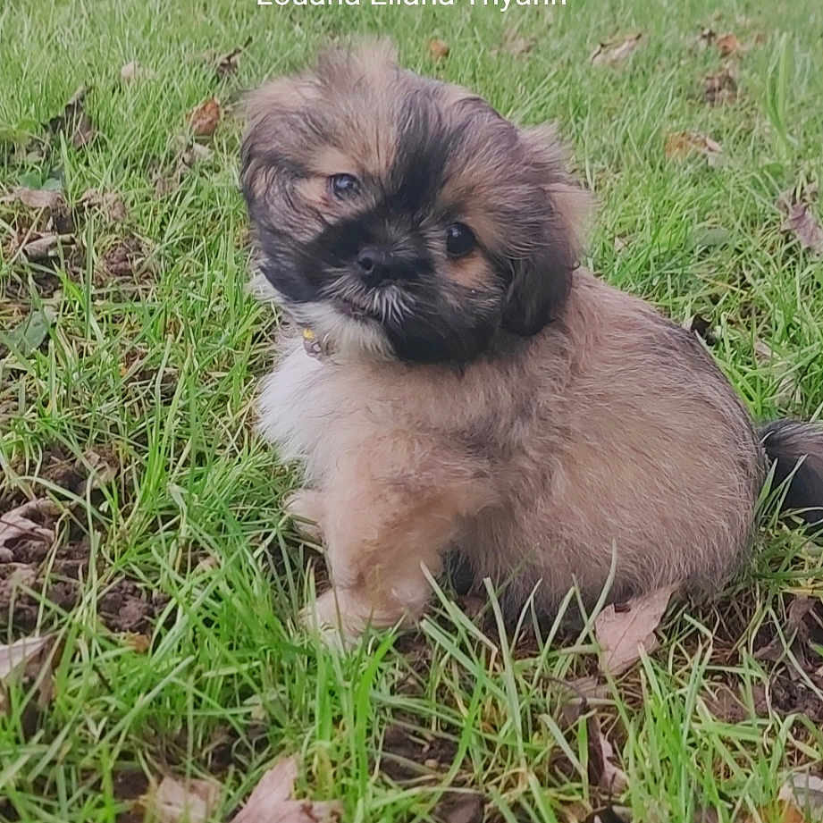 Thaïko