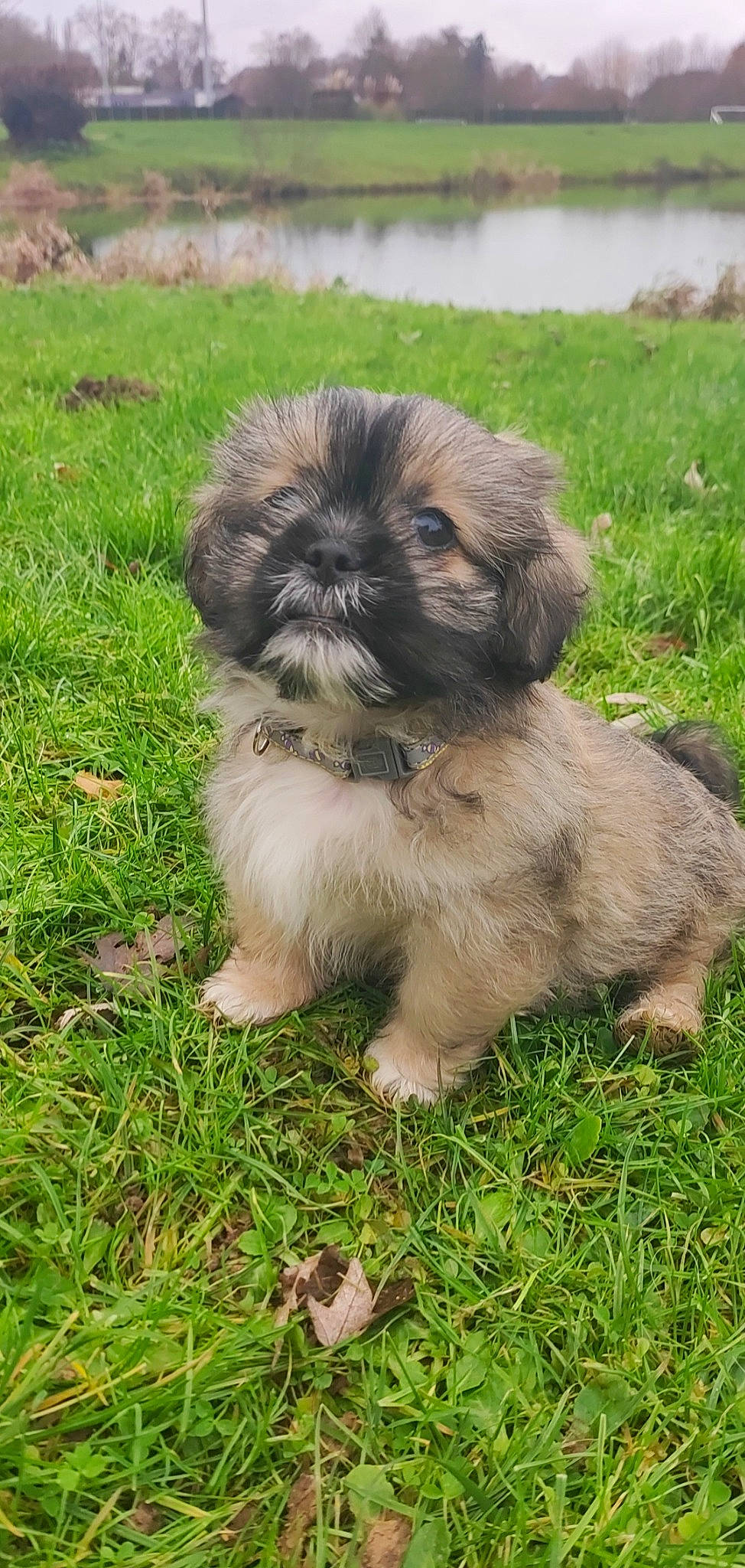 Thaïko a rejoint le concours — aidez-le/la à gagner de superbes lots ! canidae, carnivore, companion_dog, dog, dog_breed, fawn, fur, grass, liver, maltepoo, puppy, shih_tzu, snout, soil, sporting_group, terrestrial_animal, terrier, toy_dog, wildlife, working_animal