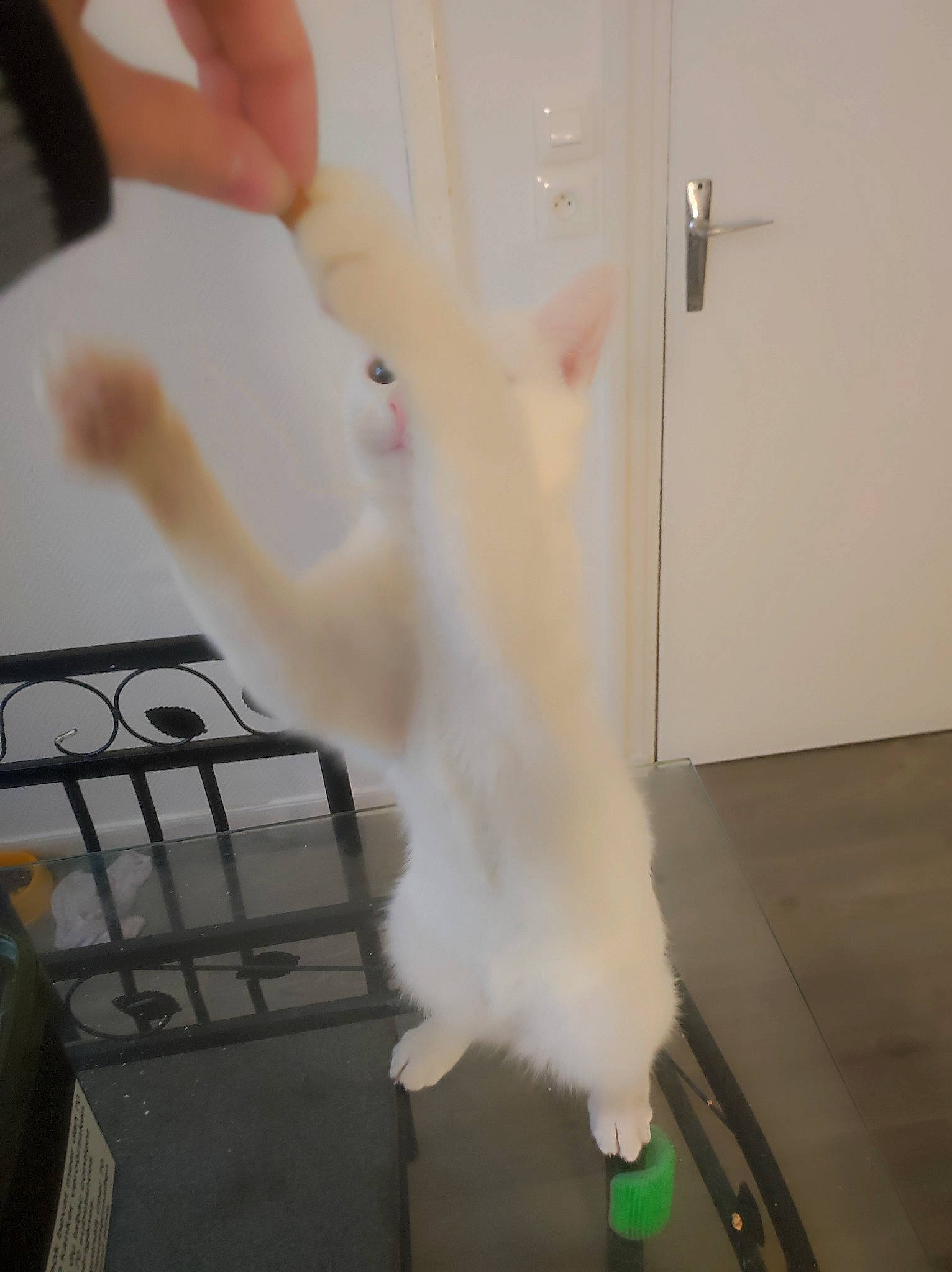 Momo a rejoint le concours — aidez-le/la à gagner de superbes lots ! abdomen, companion_dog, door, elbow, feather, flesh, flooring, foot, fur, human_leg, knee, nail, room, tail, thigh, wing, wrist