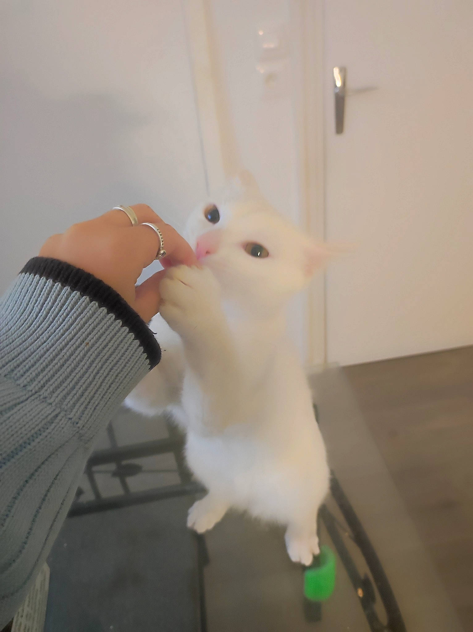 Momo participe au concours pour gagner de l'argent avec cette photo : companion_dog, fashion_accessory, felidae, flooring, fur, gesture, human_leg, room, stuffed_toy, tail, toy, whiskers