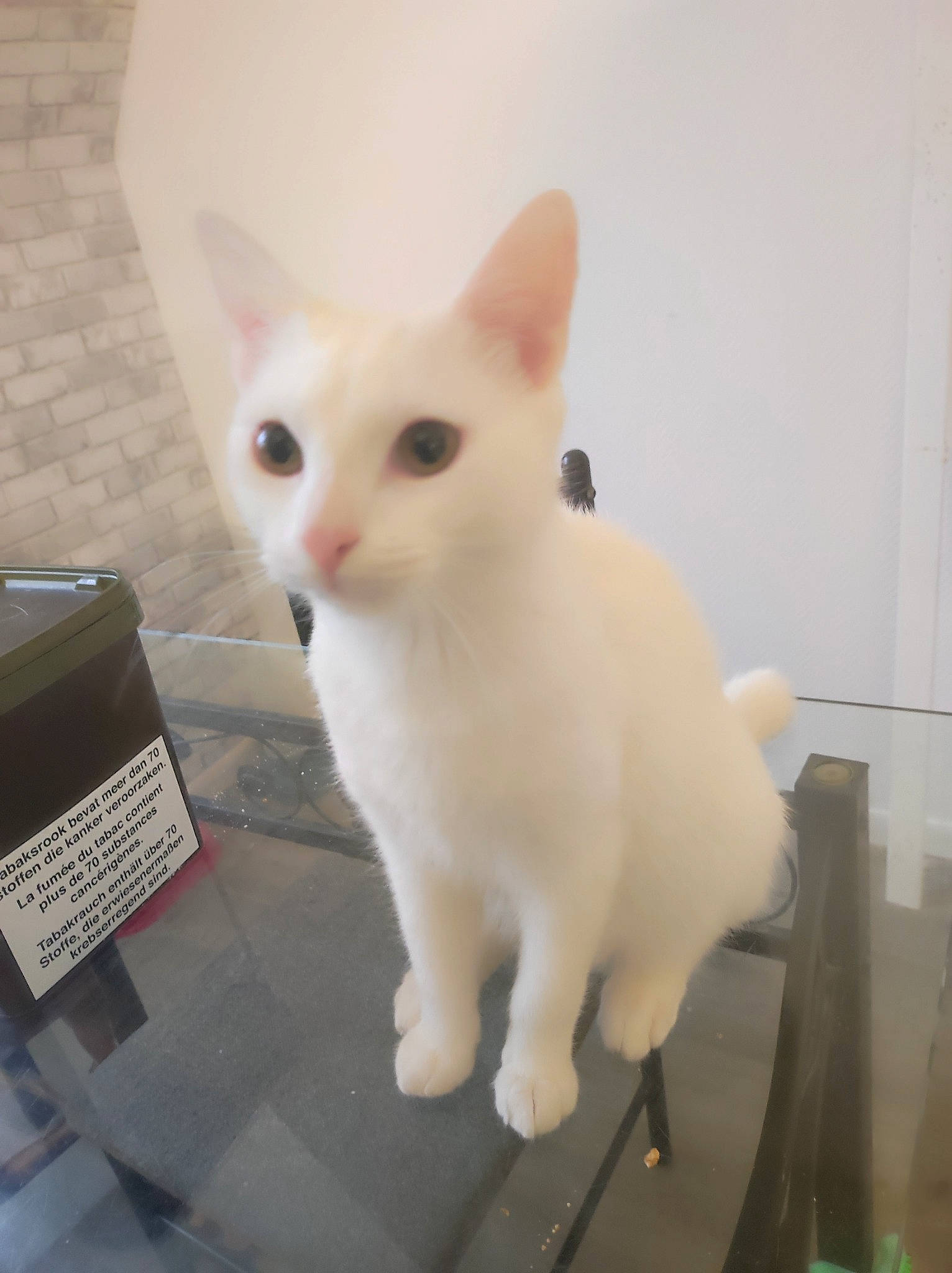 Momo a rejoint le concours — aidez-le/la à gagner de superbes lots ! balinese, box, carnivore, carton, cat, domestic_short_haired_cat, fawn, felidae, fur, paw, shipping_box, small_to_medium_sized_cats, snout, tail, tonkinese, whiskers