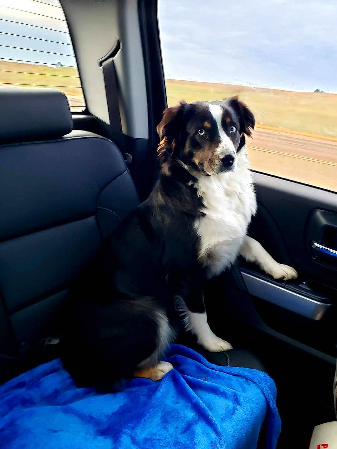 Shady joined the competition — help win amazing prizes! automotive_design, automotive_exterior, car, car_seat, car_seat_cover, carnivore, dog, dog_breed, head_restraint, hood, mammal, motor_vehicle, personal_luxury_car, sky, steering_part, steering_wheel, vehicle, vehicle_door, vertebrate, window