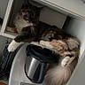 cat, feline, fluffy, kitchen, appliance, shelf, indoor, pet, curious, fur, tail, white, brown, black, orange, domestic_animal, resting, cabinet, household, cozy