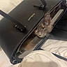 Ateelya participe au concours pour gagner de l'argent avec cette photo : kitten, cat, handbag, black_bag, zipper, bed, white_bed, fur, whiskers, curious, pet, indoor, resting, eyes, animal, feline, soft, cute, cozy, domestic
