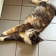 Ateelya a rejoint le concours — aidez-le/la à gagner de superbes lots ! animal, calico, cat, cute, domestic_cat, feline, floor, fluffy, indoor, laying_down, long_hair, looking_up, paw, pet, relaxed, stretching, tabby, tile, whiskers, yellow_eyes