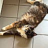 animal, calico, cat, cute, domestic_cat, feline, floor, fluffy, indoor, laying_down, long_hair, looking_up, paw, pet, relaxed, stretching, tabby, tile, whiskers, yellow_eyes