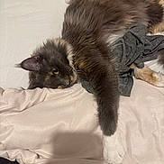 Ateelya a rejoint le concours — aidez-le/la à gagner de superbes lots ! cat, fluffy, bed, blanket, paw, gray_fabric, sleepy, cozy, fur, whiskers, relaxed, indoor, pet, mammal, animal, cute, resting, stretching, soft, feline