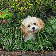 Hunny Bunny joined the competition — help win amazing prizes! dog, puppy, cute, fluffy, greenery, plants, foliage, outdoor, nature, tongue_out, small_dog, curious, pet, adorable, leafy, bush, playful, garden, animal, young