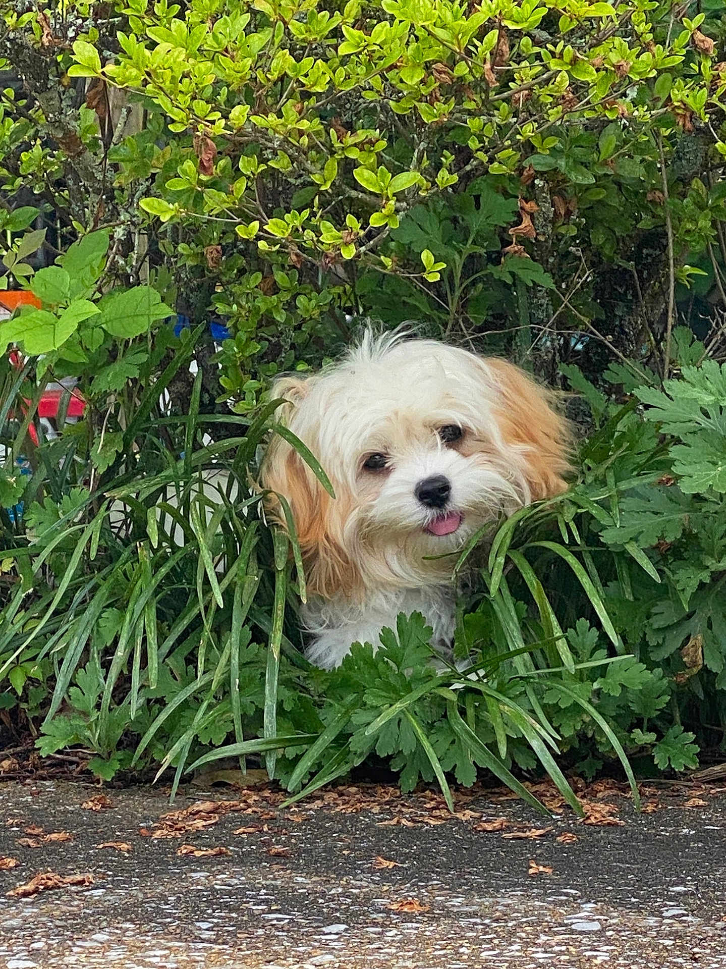 Hunny Bunny joined the competition — help win amazing prizes! dog, puppy, cute, fluffy, greenery, plants, foliage, outdoor, nature, tongue_out, small_dog, curious, pet, adorable, leafy, bush, playful, garden, animal, young
