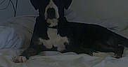 Anya a rejoint le concours — aidez-le/la à gagner de superbes lots ! abstract_art, animal, bed, bedding, calm, collar, dark, dog, ears, furniture, indoor, muzzle, paws, pet, quiet, resting, room, shadow, wall_art, white_sheets