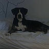 abstract_art, animal, bed, bedding, calm, collar, dark, dog, ears, furniture, indoor, muzzle, paws, pet, quiet, resting, room, shadow, wall_art, white_sheets