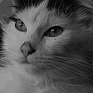 Wuylo a rejoint le concours — aidez-le/la à gagner de superbes lots ! animal, background_blur, black_and_white, calm, cat, close_up, cute, domestic_cat, eyes, feline, fluffy, focused, fur, indoor, pet, portrait, relaxed, side_view, soft_light, whiskers