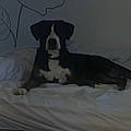 Louna Q.