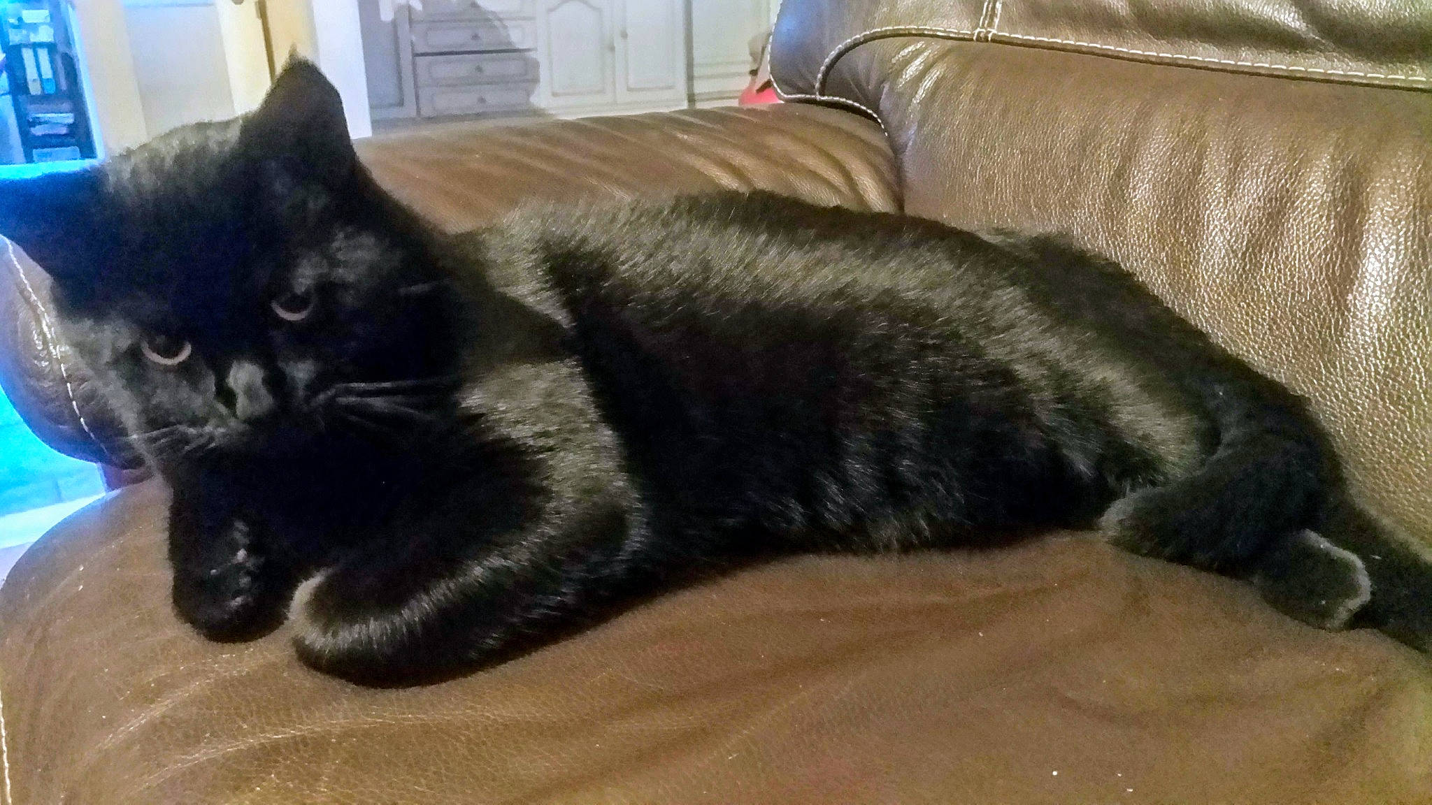 Elio a rejoint le concours — aidez-le/la à gagner de superbes lots ! black_cat, bombay, carnivore, cat, claw, comfort, couch, dog_breed, domestic_short_haired_cat, felidae, flooring, fur, grey, hardwood, living_room, paw, small_to_medium_sized_cats, snout, tail, whiskers