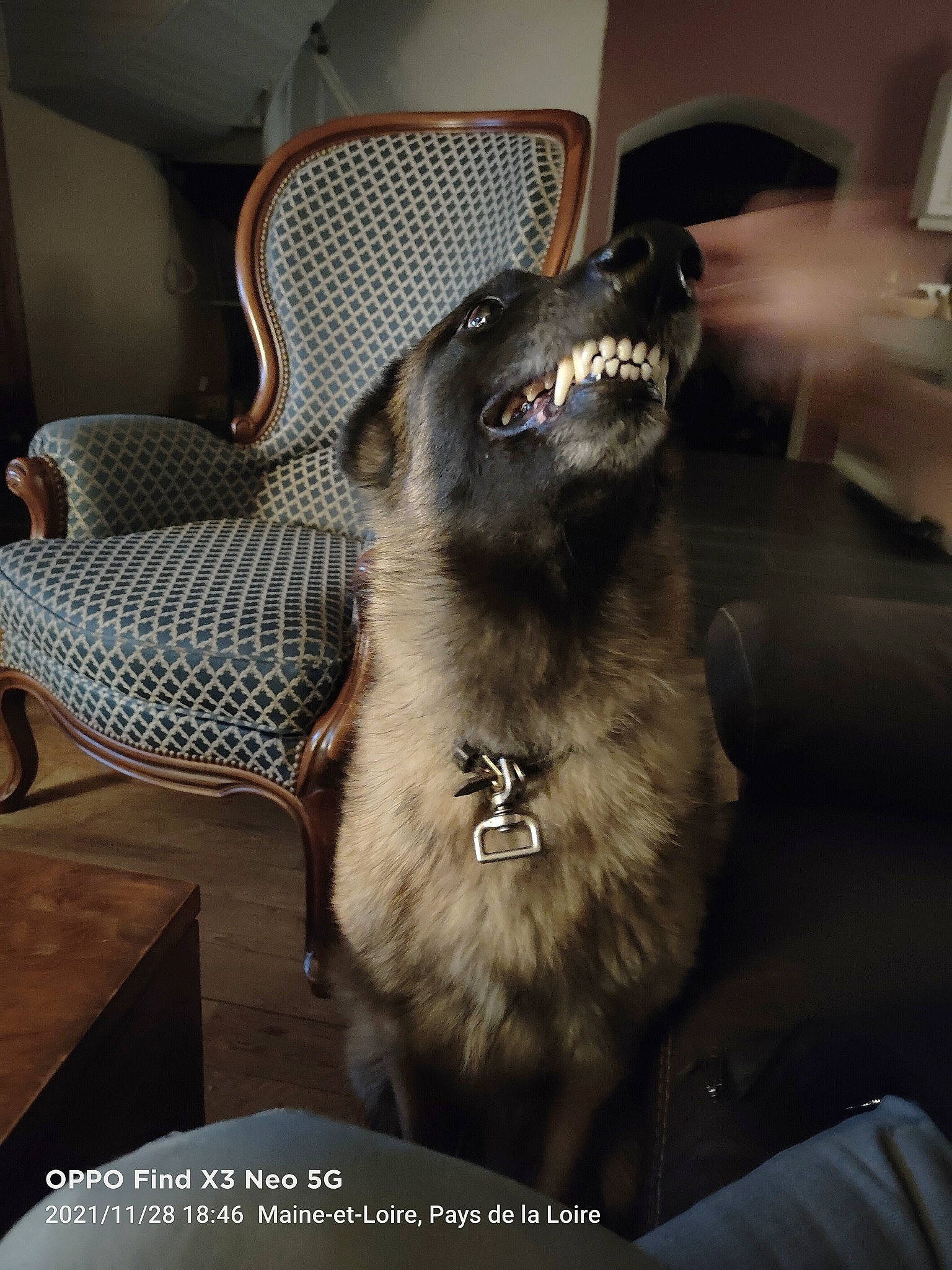 Melchior participe au concours pour gagner de l'argent avec cette photo : armrest, black_cat, carnivore, chair, collar, comfort, companion_dog, couch, dog_breed, dog_collar, fang, felidae, flooring, fur, hardwood, small_to_medium_sized_cats, snout, sporting_group, whiskers, working_animal