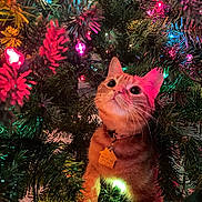 Chuma joined the competition — help win amazing prizes! cat, orange_tabby, christmas_tree, holiday_lights, festive, pine_needles, curious, pet, indoor, decorations, colorful, glowing, fur, collar, tag, closeup, cute, animal, holiday, christmas