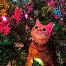 cat, orange_tabby, christmas_tree, holiday_lights, festive, pine_needles, curious, pet, indoor, decorations, colorful, glowing, fur, collar, tag, closeup, cute, animal, holiday, christmas