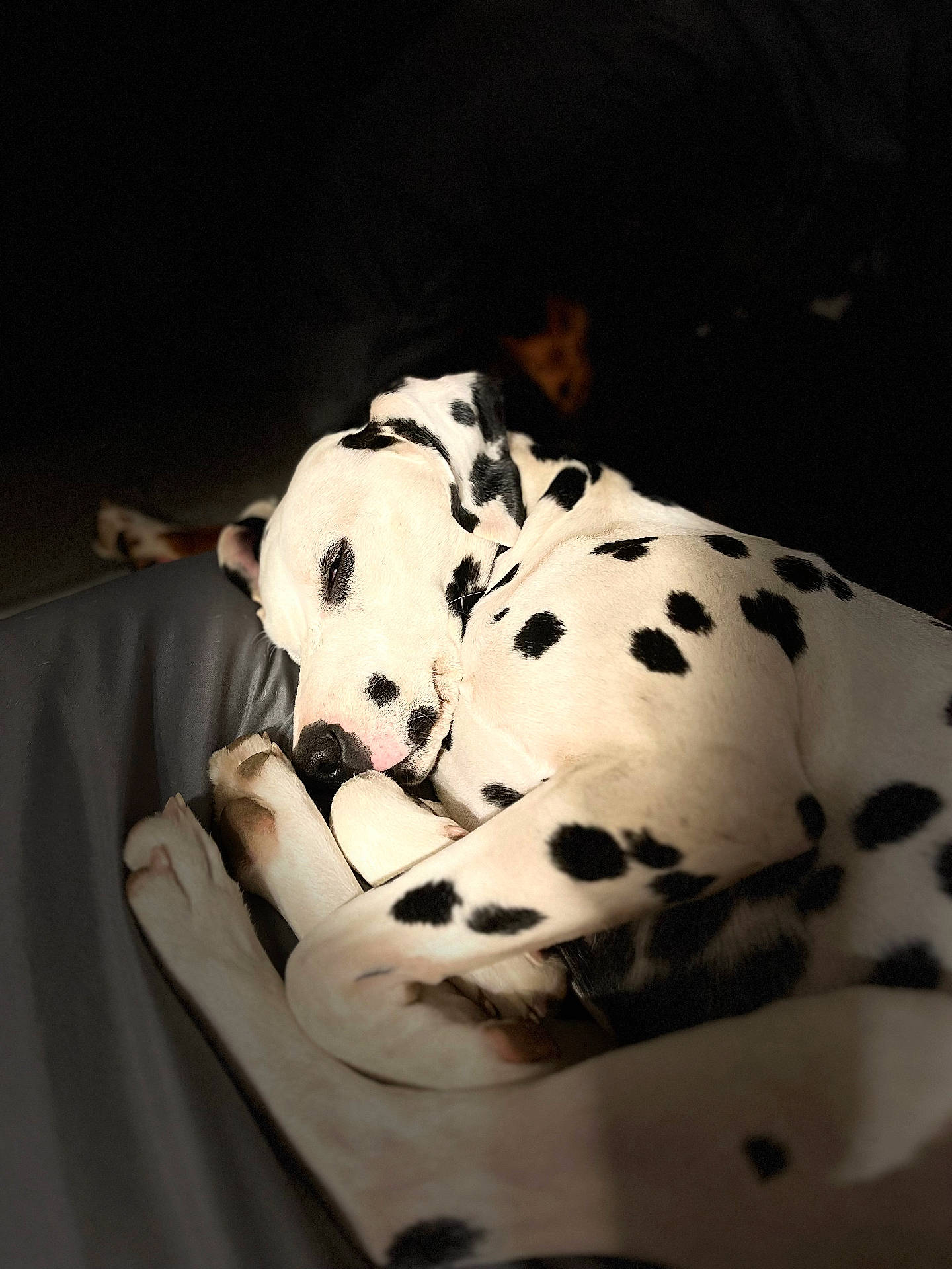 Rose joined the competition — help win amazing prizes! animal, bed, black_and_white, canine, closeup, cozy, curled_up, dalmatian, dog, fur, indoors, nap, peaceful, pet, quiet, relaxation, resting, sleeping, soft_light, spots