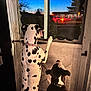 Rose is registered to the contest to win money with this photo: dog, dalmatian, pitbull, door, window, evening, twilight, bus, spot, collar, curiosity, indoor, outdoor, animal, pet, silhouette, light, shadow, transport, nature