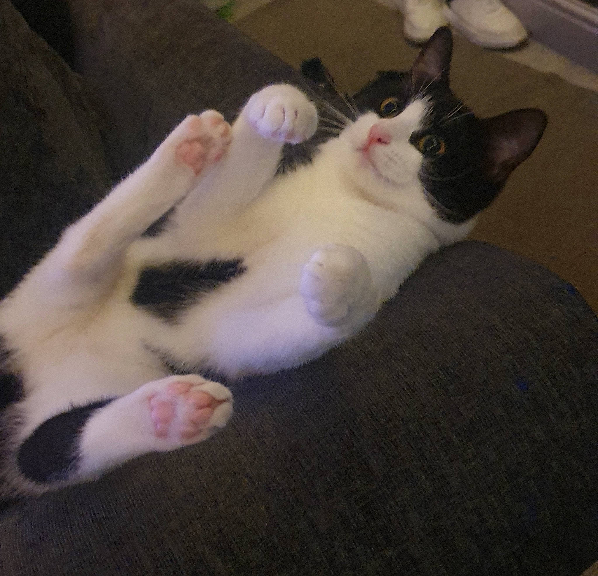 Lunabaker joined the competition — help win amazing prizes! carnivore, cat, claw, comfort, domestic_short_haired_cat, eye, felidae, foot, fur, head, lap, paw, small_to_medium_sized_cats, snout, tail, whiskers