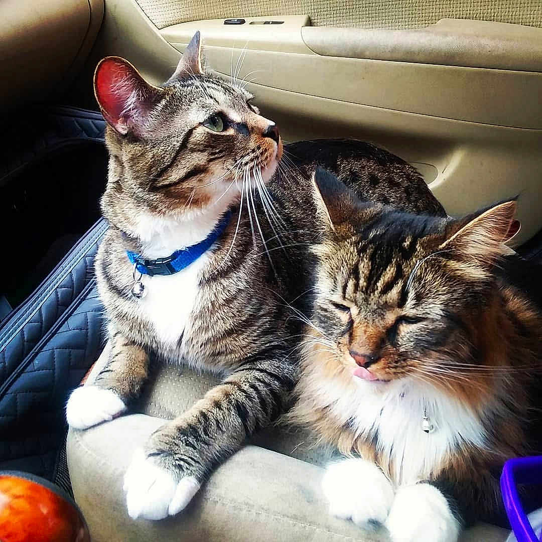 Missy And Elliot joined the competition — help win amazing prizes! animal, cat, close_up, collar, companion, cute, domestic_animal, feline, fur, indoor, paws, pet, relaxed, resting, seat, sleepy, tabby_cat, two_animals, vehicle_interior, whiskers