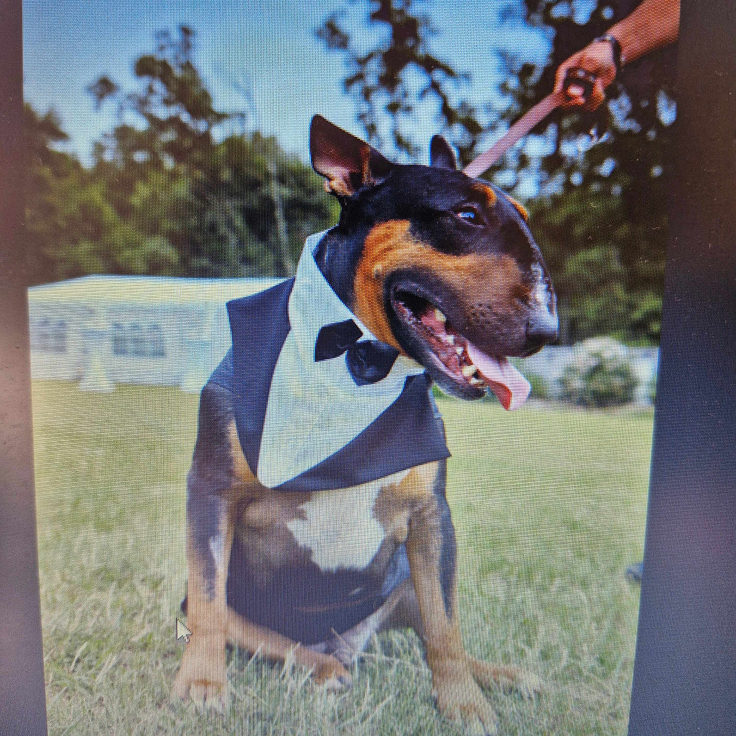 Sam participe au concours pour gagner de l'argent avec cette photo : accessories, animal, ball, canine, dog, germanshepherd, grass, hound, leash, outdoors, people, person, pet, plant, puppy, sport, strap, tennis, tennisball, tree