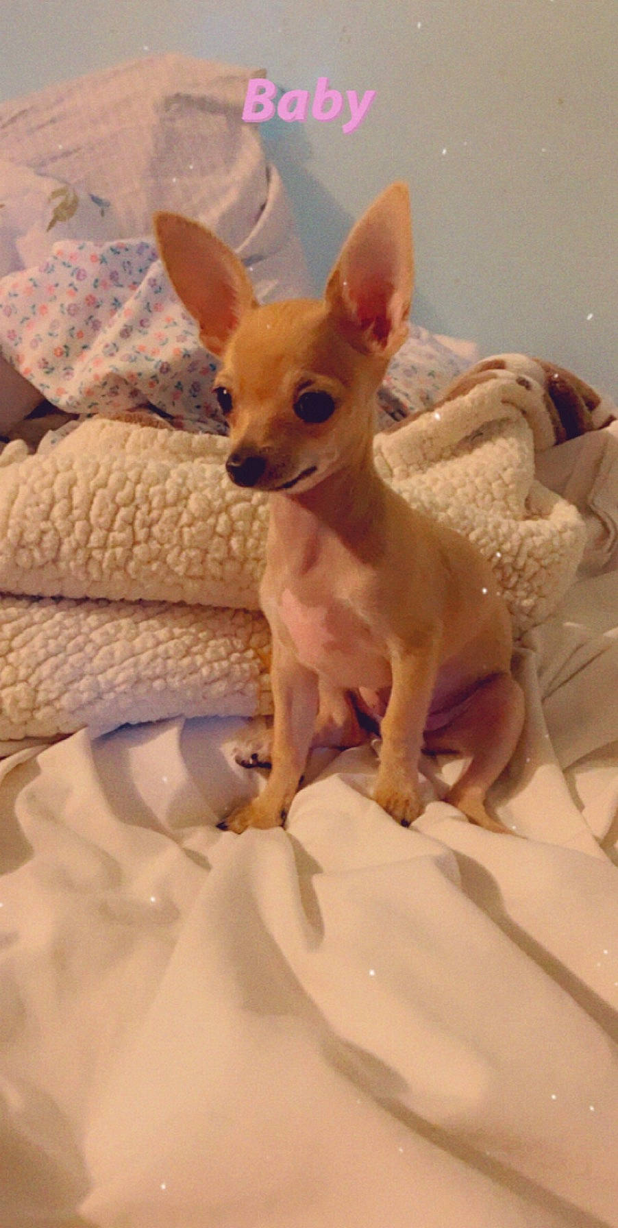 Chispita is registered to the contest to win money with this photo: american_hairless_terrier, canidae, carnivore, chihuahua, companion_dog, dog, dog_breed, ear, english_toy_terrier, fawn, mammal, prazsky_krysarik, puppy, russkiy_toy, skin, snout, toy_dog, toy_fox_terrier, vertebrate