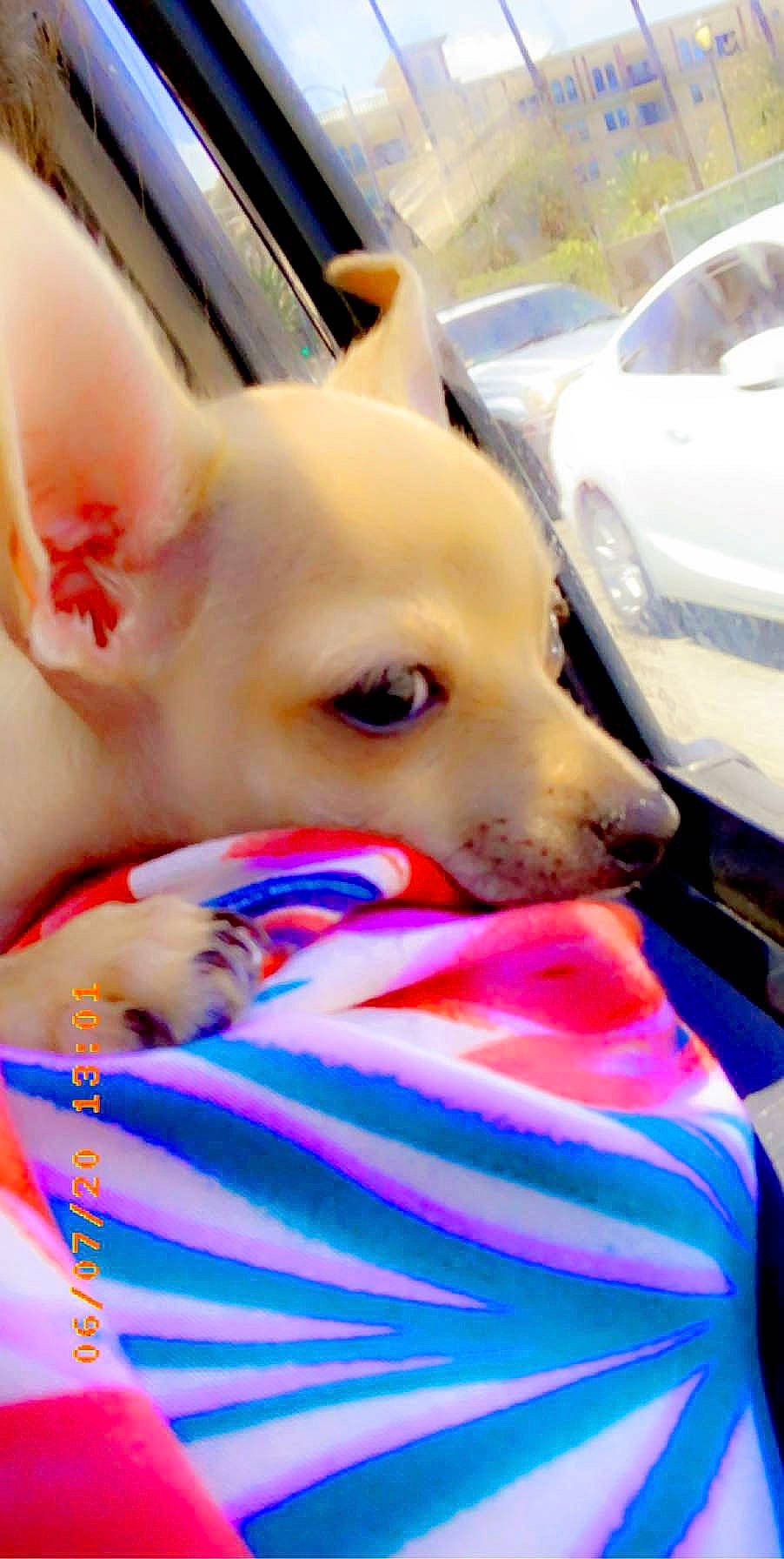 Chispita joined the competition — help win amazing prizes! canidae, carnivore, companion_dog, dog, non_sporting_group, snout