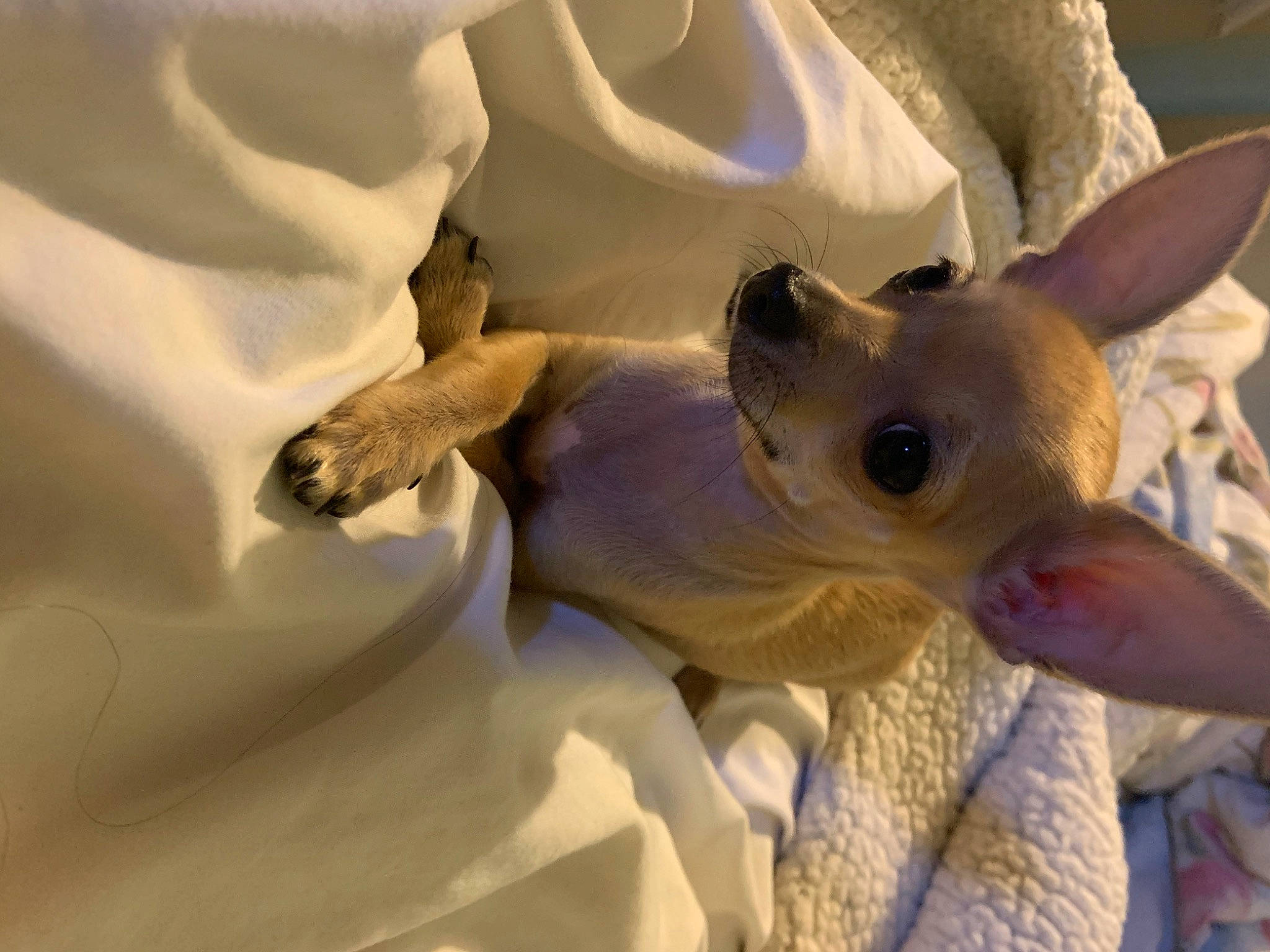 Chispita is registered to the contest to win money with this photo: fawn, marsupial, snout