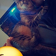 Nalla participe au concours pour gagner de l'argent avec cette photo : abyssinian, accessories, adult, animal, balloon, cat, face, glasses, head, kitten, lighting, male, man, manx, person, pet, photography, portrait, purple, sleeping