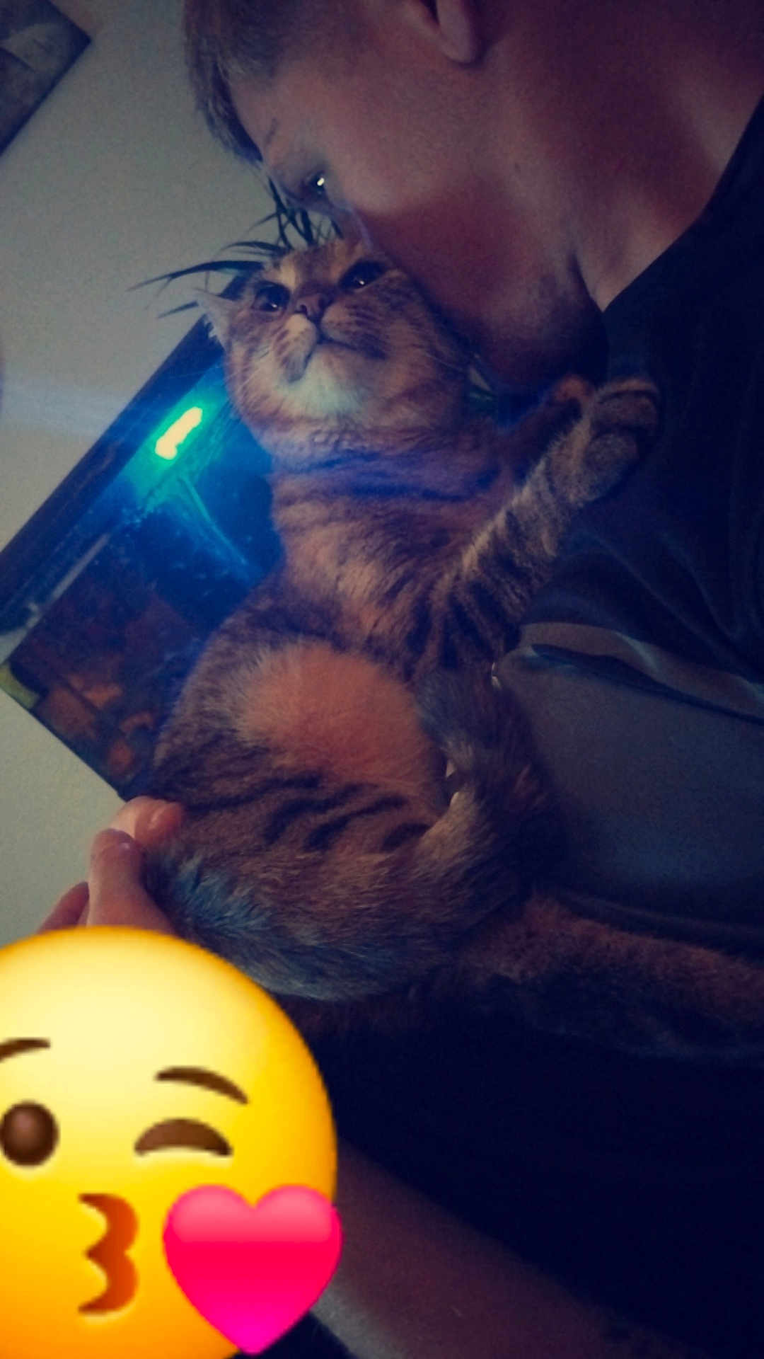Nalla participe au concours pour gagner de l'argent avec cette photo : abyssinian, accessories, adult, animal, balloon, cat, face, glasses, head, kitten, lighting, male, man, manx, person, pet, photography, portrait, purple, sleeping