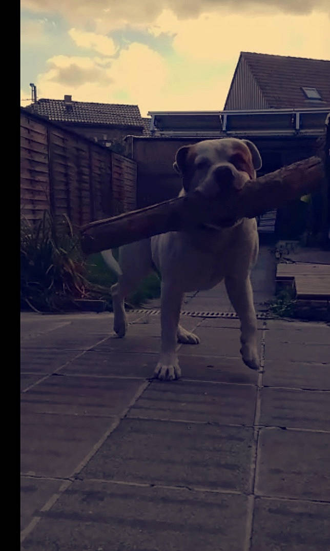 Sparco a rejoint le concours — aidez-le/la à gagner de superbes lots ! american_bulldog, american_pit_bull_terrier, canidae, carnivore, dog, dog_breed, fawn, non_sporting_group, olde_english_bulldogge, sky, snout, sporting_group, tail