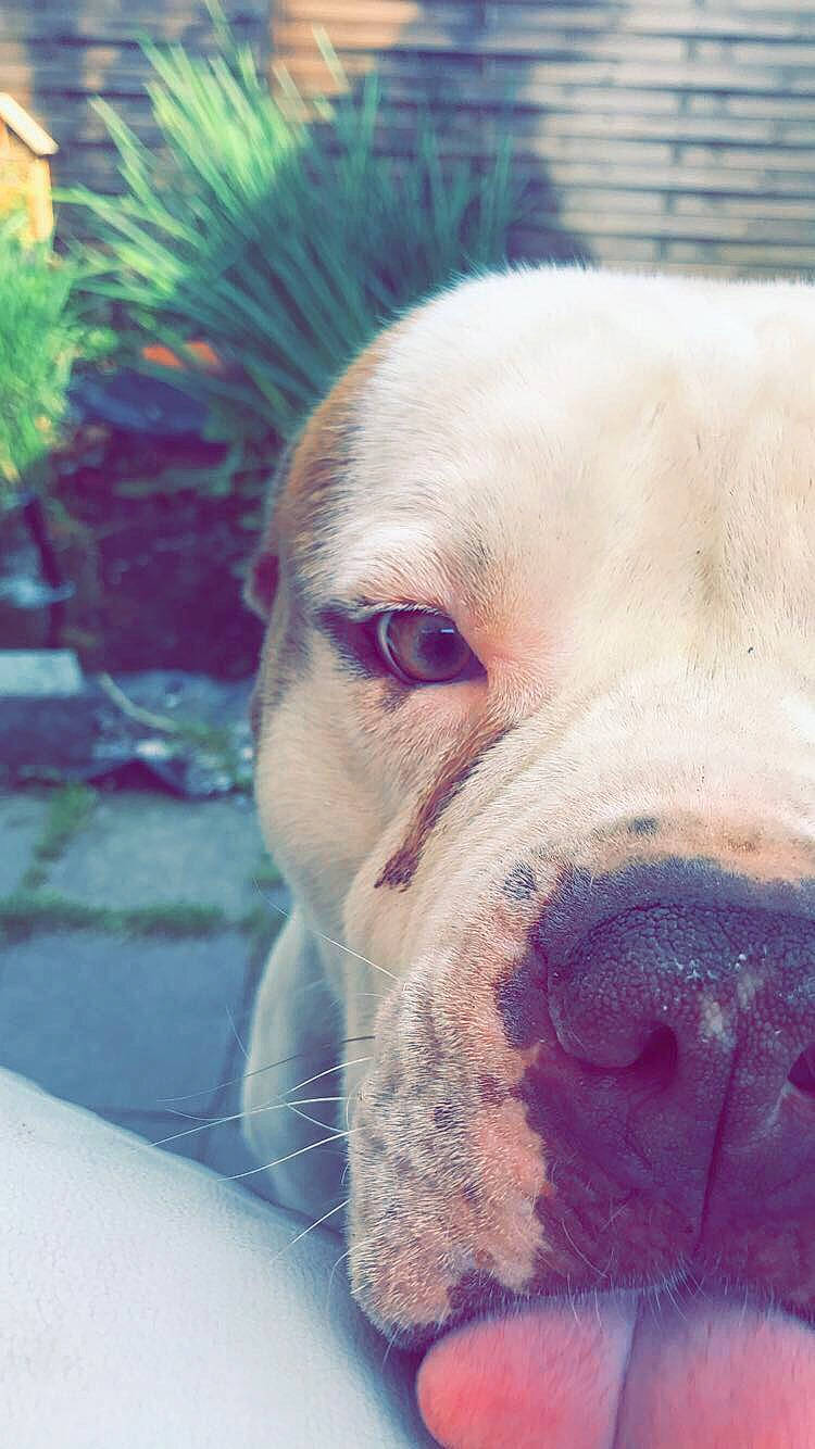 Sparco a rejoint le concours — aidez-le/la à gagner de superbes lots ! american_bulldog, australian_bulldog, bulldog, canidae, carnivore, close_up, dog, dog_breed, dorset_olde_tyme_bulldogge, mammal, non_sporting_group, nose, old_english_bulldog, olde_english_bulldogge, skin, snout, toy_bulldog, valley_bulldog, vertebrate, white_english_bulldog