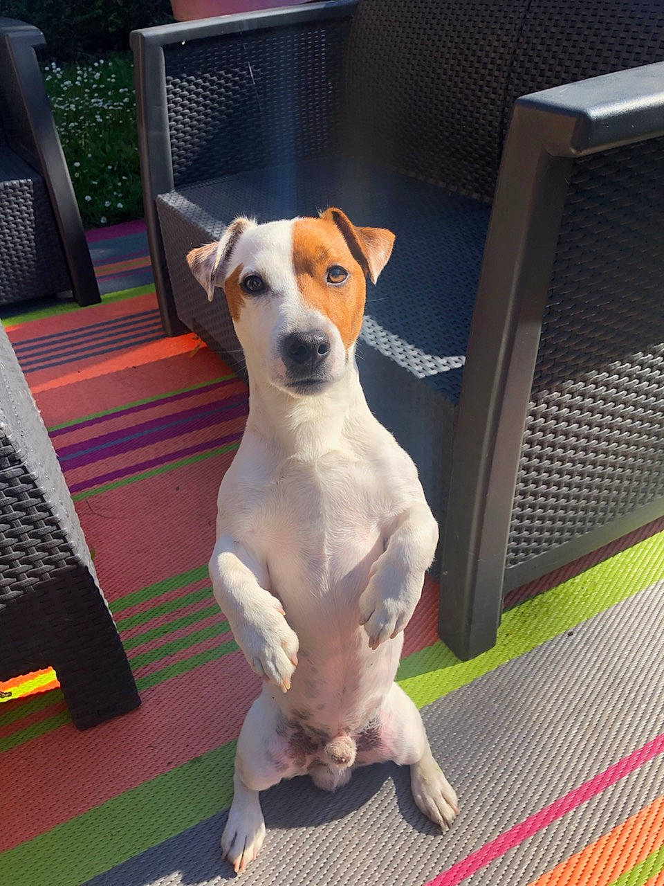 Moustic participe au concours pour gagner de l'argent avec cette photo : brazilian_terrier, canidae, carnivore, companion_dog, danish_swedish_farmdog, dog, dog_breed, fawn, fox_terrier, jack_russell_terrier, mammal, parson_russell_terrier, plummer_terrier, rare_breed_dog, russell_terrier, smooth_fox_terrier, snout, vertebrate